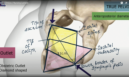 True Pelvis