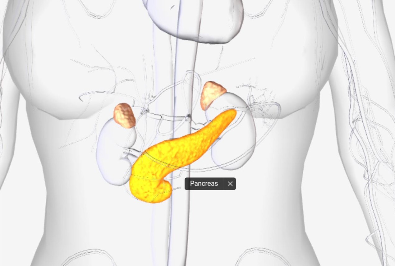 pancreas
