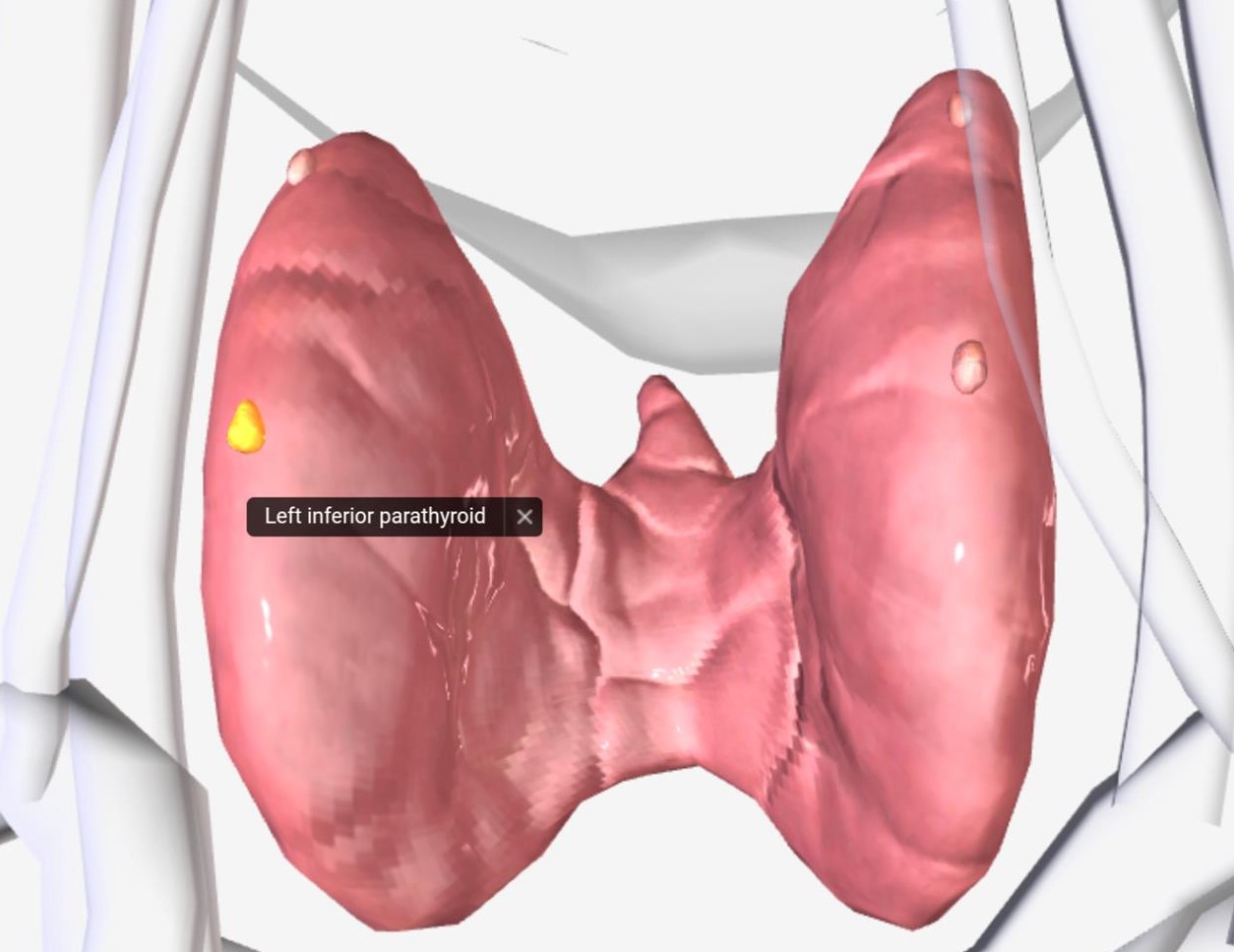 parathyroid gland