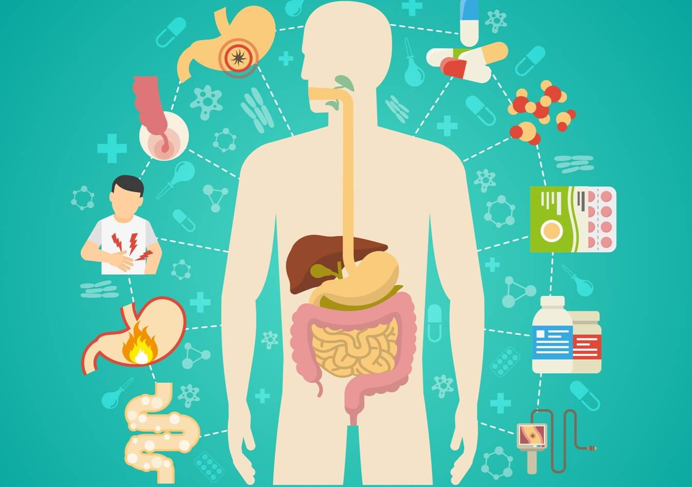 Digestive System