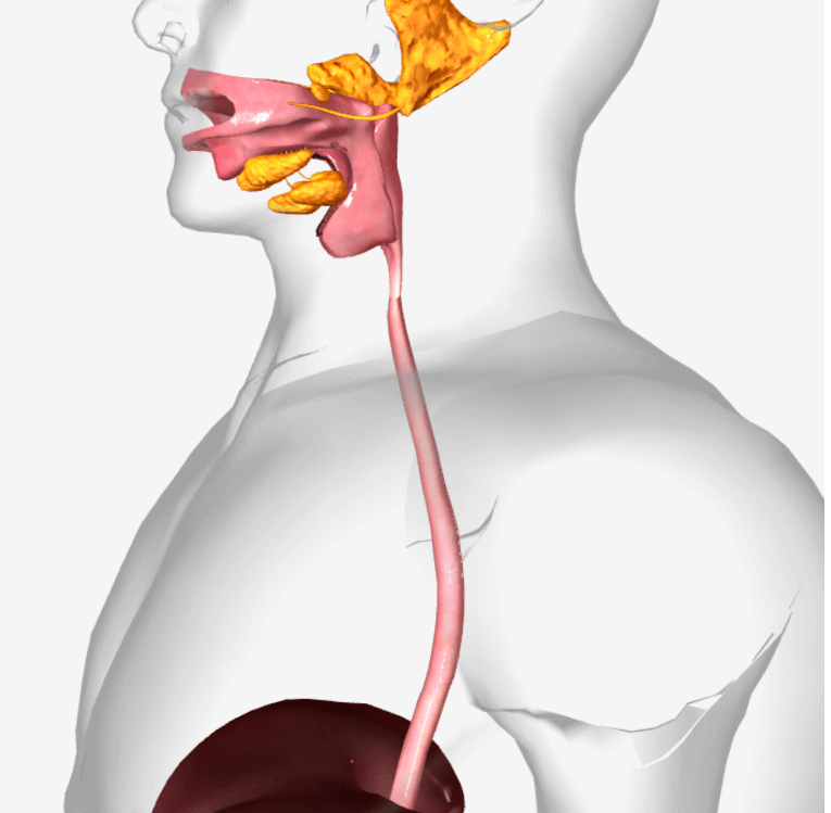 ESOPHAGUS