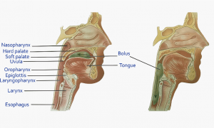DIGESTION IN MOUTH TO ESOPHAGUS