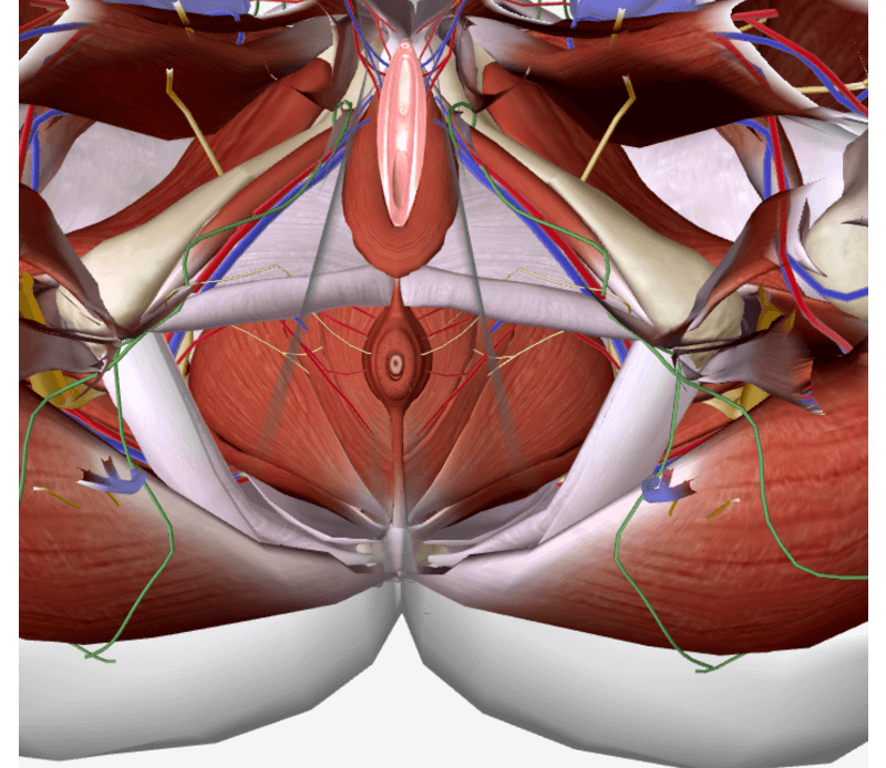 perineum