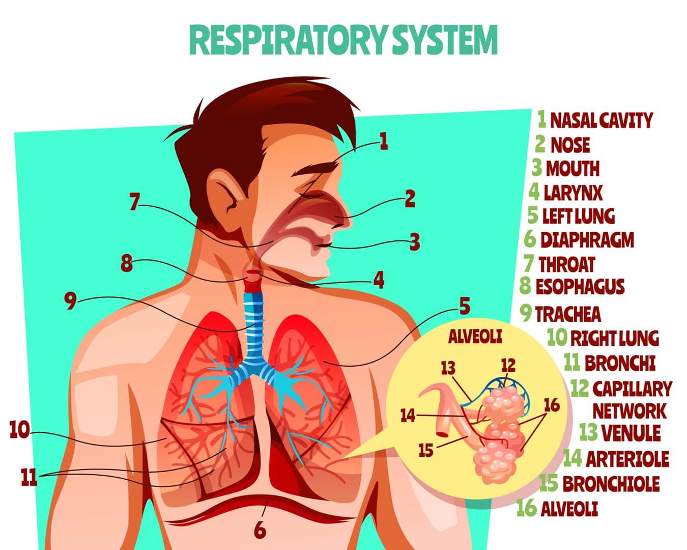 Human respiratory system