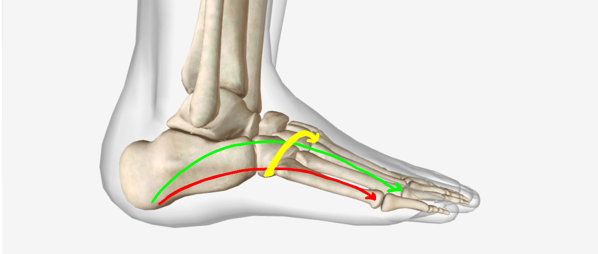 Arches of foot