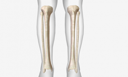 Tibia & Fibula