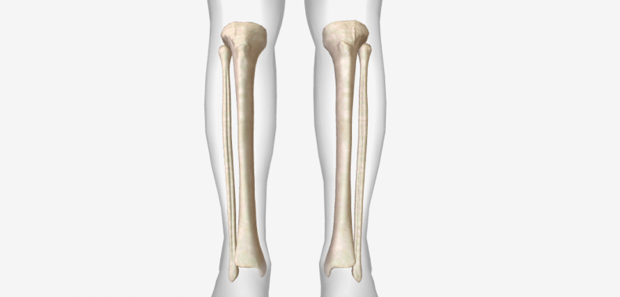 Tibia & Fibula