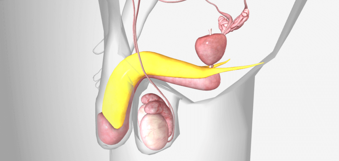 Accessory sex gland