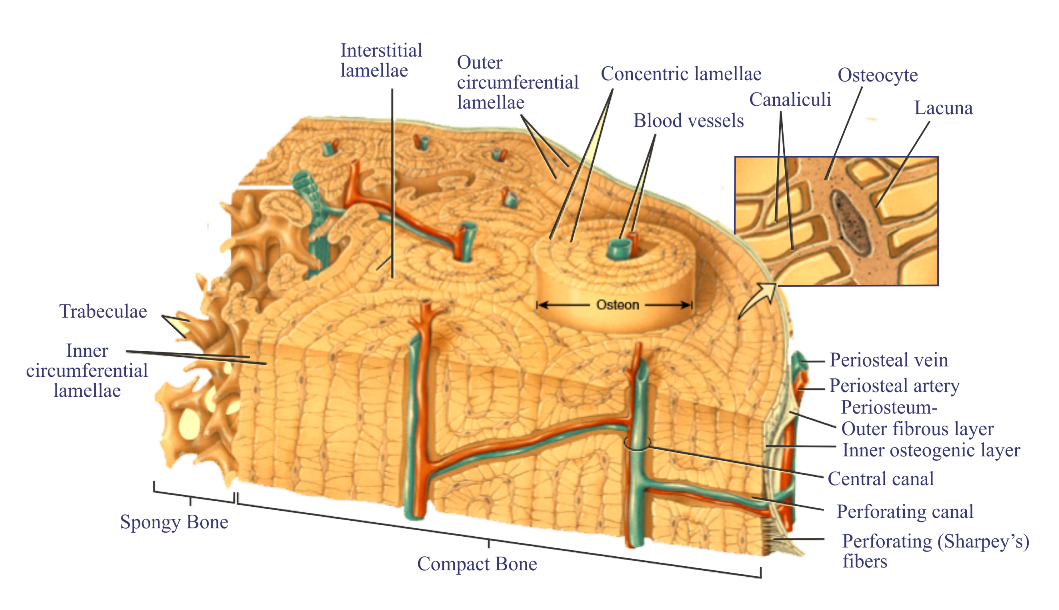 histology-of-bone