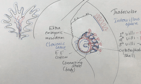 CHORIONIC-VILLI