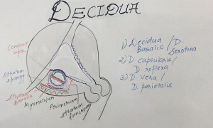 Decidua