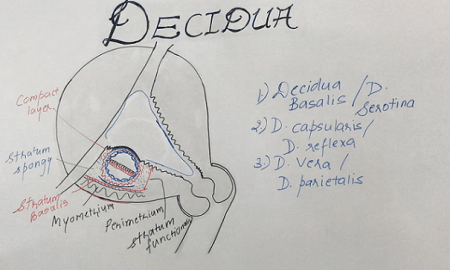 Decidua