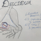 Decidua